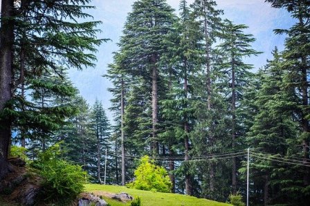 वन विहार मनाली van vihar manali